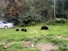 Black bears at a home on the edge of Grand Marais in September 2020. Submitted photo